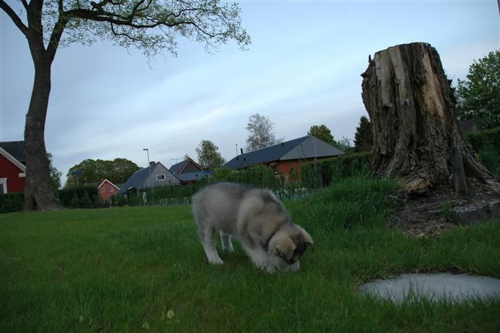 Alaskan malamute Wolfine billede 3