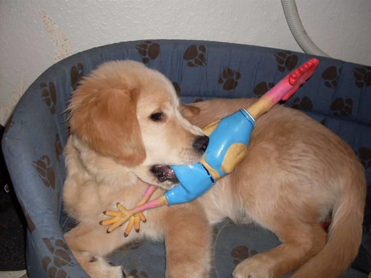 Golden retriever Joey - Joey med sit yndlings legetøj (når han får lov) billede 11