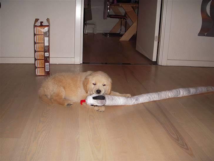 Golden retriever Joey - Joey og slangen igen :)Joey billede 12