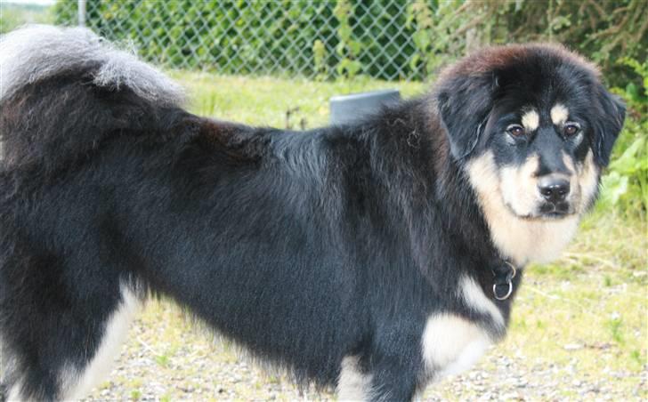 Tibetansk mastiff Himmelhund Tesla billede 23