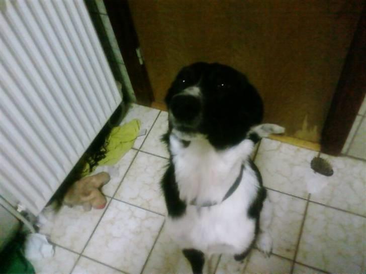 Blanding af racer Chili Solgt. billede 1