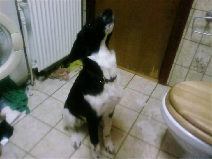 Blanding af racer Chili Solgt. billede 2