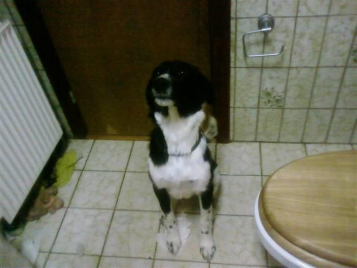 Blanding af racer Chili Solgt. billede 3