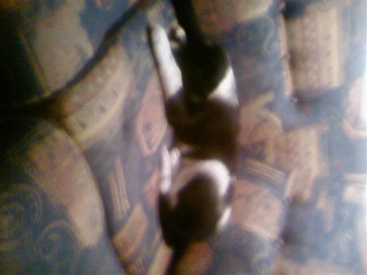 Blanding af racer Chili Solgt. billede 4