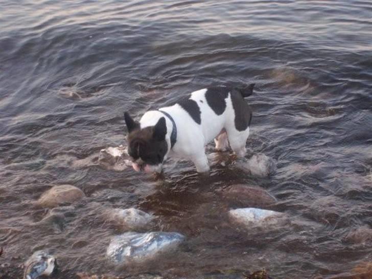 Fransk bulldog Dauløkkes Vogue La Blance - min skønne laura (mås) billede 18