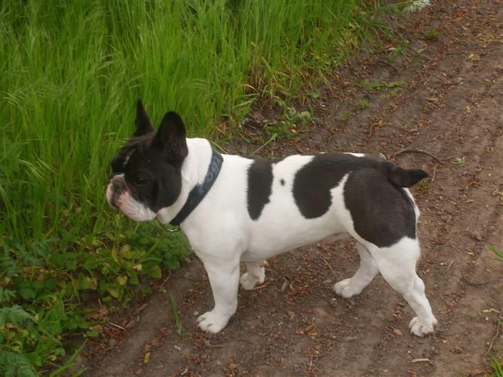 Fransk bulldog Dauløkkes Vogue La Blance - aftentur i Juulsberg foto Tove N. billede 19