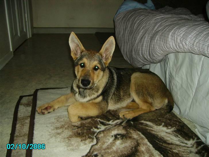 Schæferhund Simba... R.I.P. billede 1