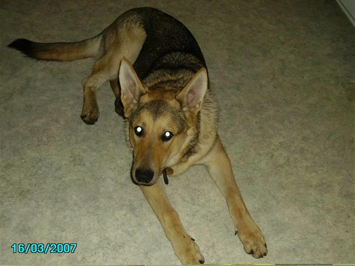 Schæferhund Simba... R.I.P. billede 2