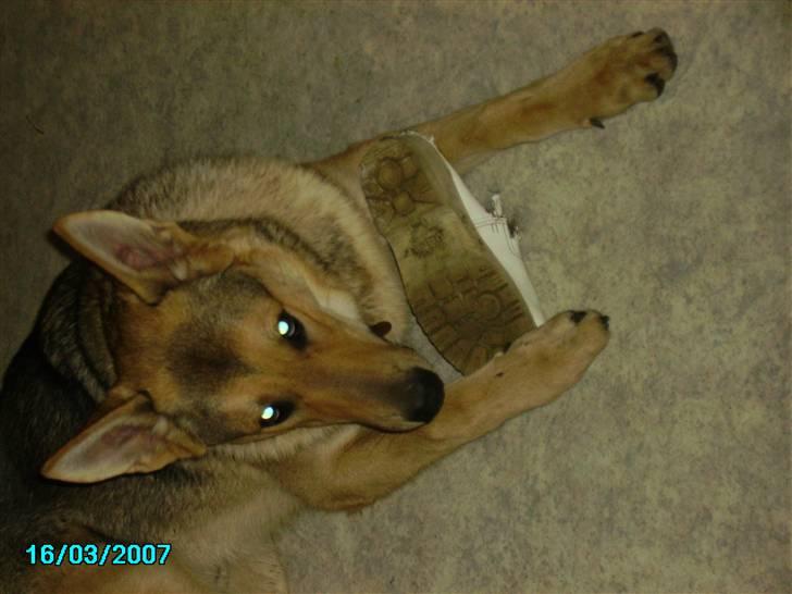 Schæferhund Simba... R.I.P. billede 3