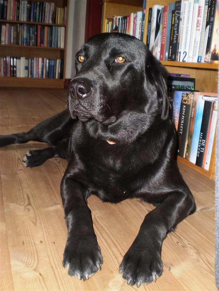 Labrador retriever Jackson - han var bange for noget og kom ind i stuen hvor der normalt er hunde frit billede 15