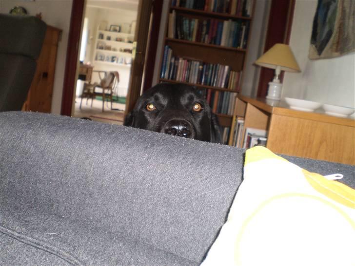 Labrador retriever Jackson - kukke tit bøh billede 16