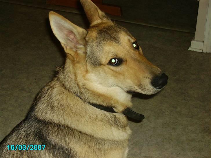 Schæferhund Simba... R.I.P. billede 4