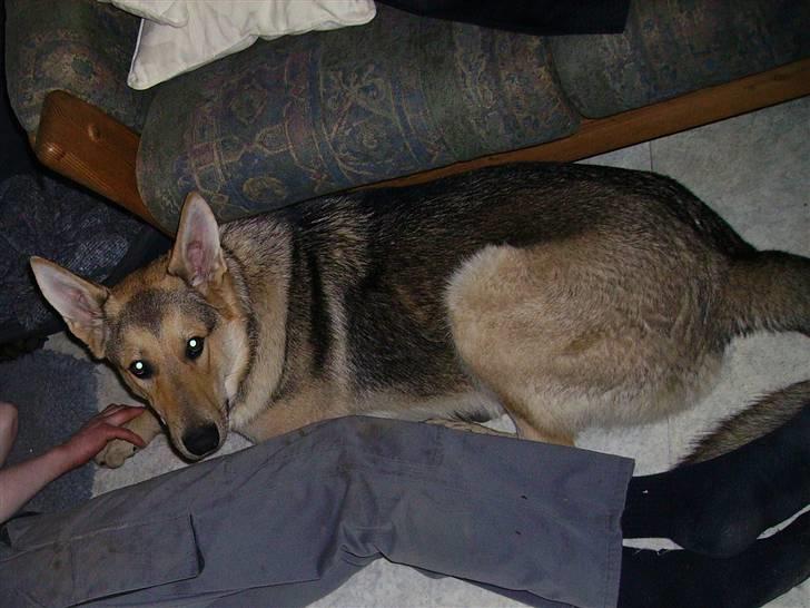 Schæferhund Simba... R.I.P. billede 5