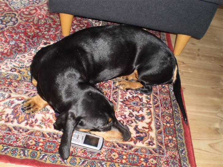 Gravhund Rita med hvalpe - nu er hun også begyndt at sms´e skøre hund billede 15