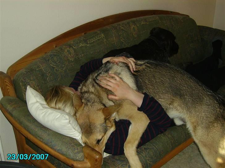 Schæferhund Simba... R.I.P. billede 6