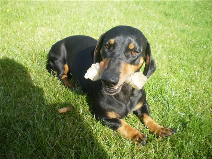 Gravhund Rita med hvalpe - min lille vovse billede 16