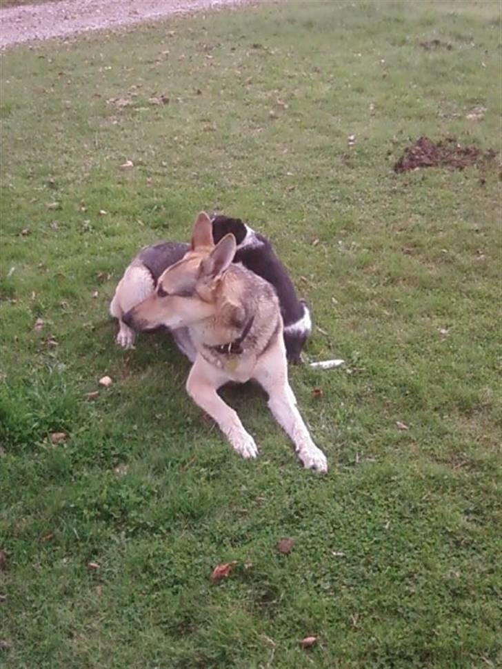 Schæferhund Simba... R.I.P. billede 7