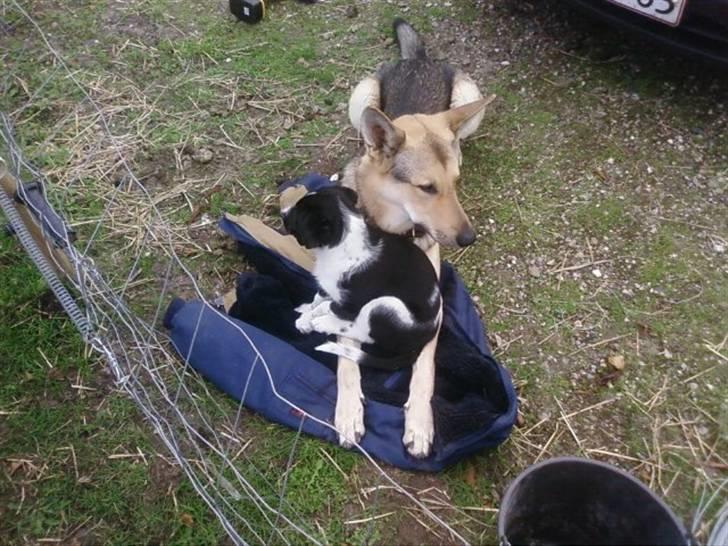 Schæferhund Simba... R.I.P. billede 8