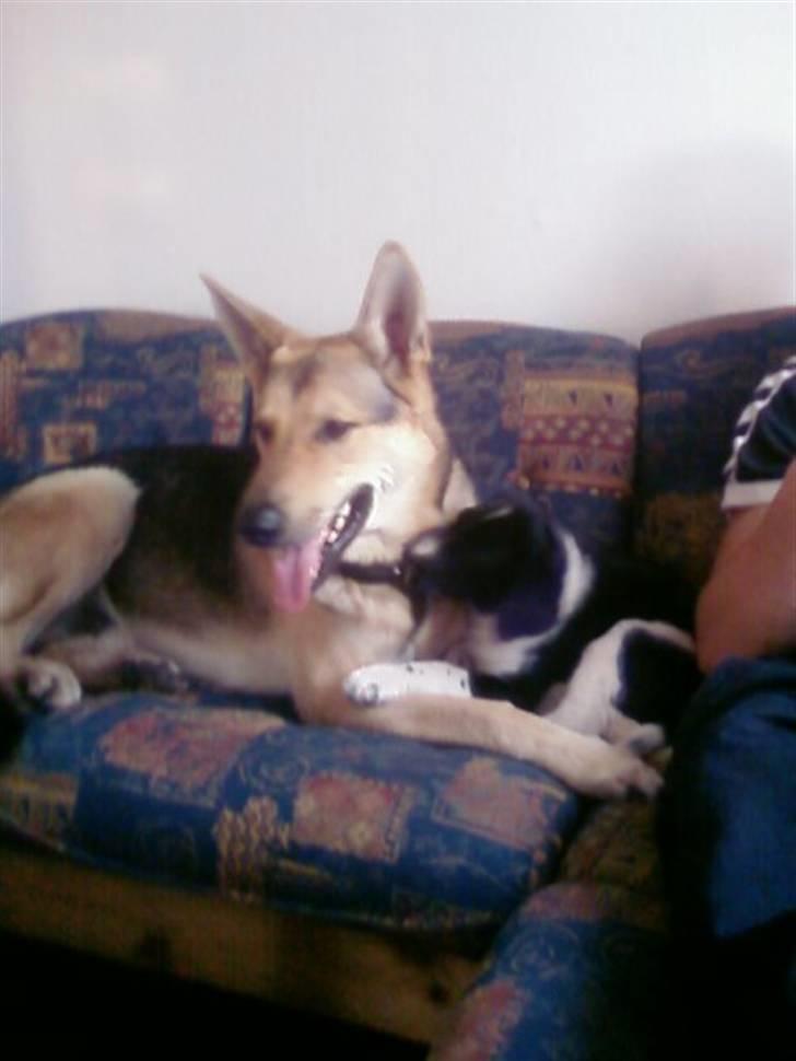 Schæferhund Simba... R.I.P. billede 9