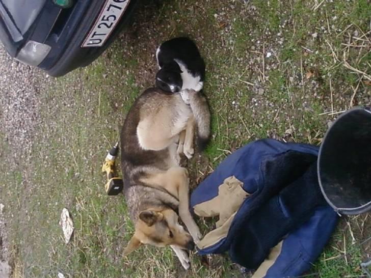 Schæferhund Simba... R.I.P. billede 10