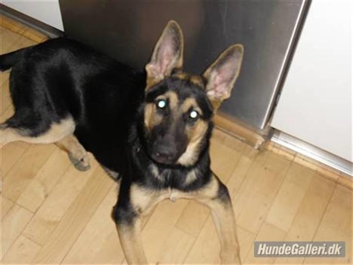 Schæferhund Neema - første gang ude og bade 24-6-09 billede 1