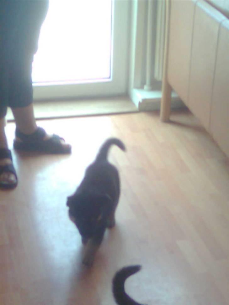 Schæferhund Neema billede 2