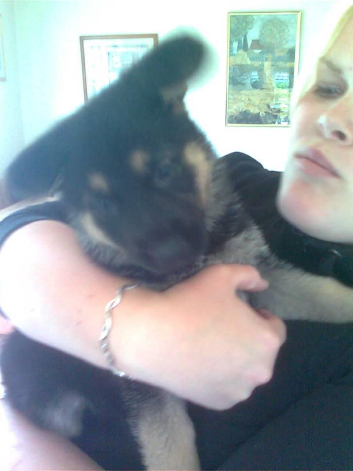 Schæferhund Neema - 39 dage og såå SØØD billede 3