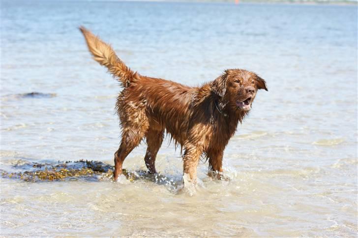 Nova scotia duck tolling retriever Fievel *Himmelhund* - Store badedag...Fievel elsker det!! billede 18