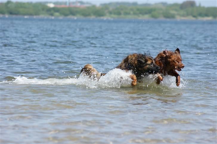 Nova scotia duck tolling retriever Fievel *Himmelhund* - Fievel synes bare det er den fedeste leg, når han får pinden før Kikki billede 19