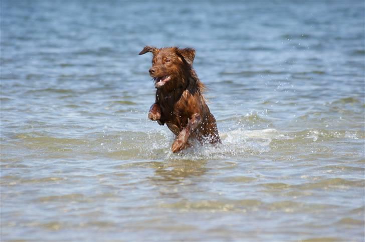 Nova scotia duck tolling retriever Fievel *Himmelhund* - YIIIIHAAA..... Love it! billede 20