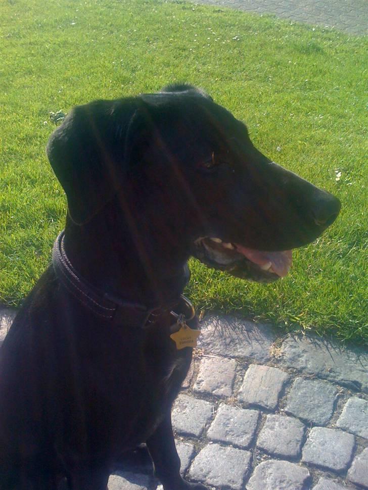 Blanding af racer Lucky *RIP* billede 1