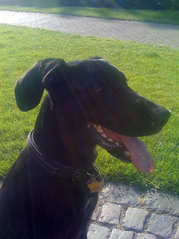 Blanding af racer Lucky *RIP* billede 2