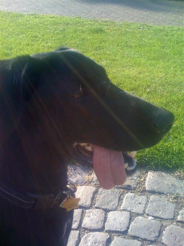 Blanding af racer Lucky *RIP* billede 3