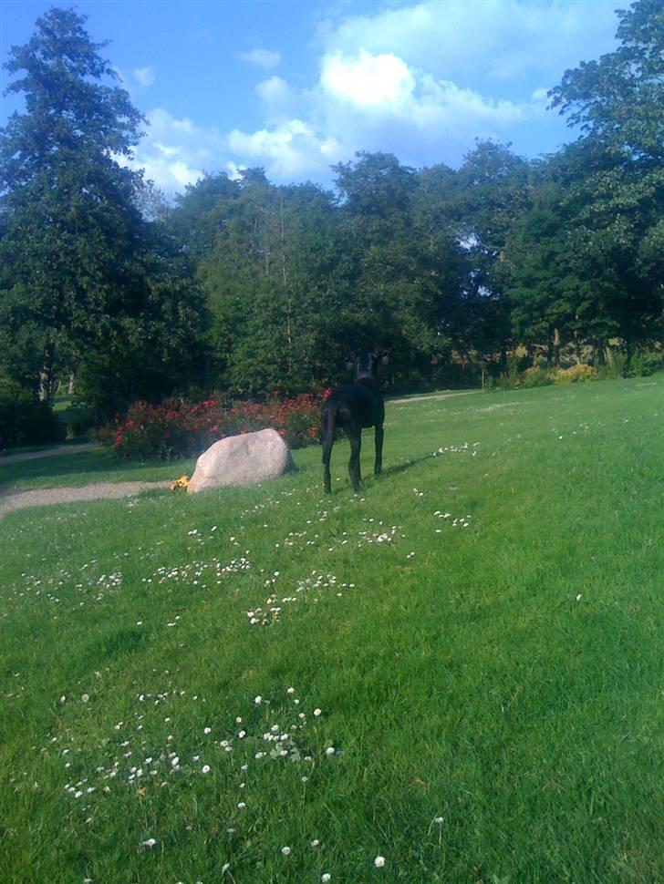 Blanding af racer Lucky *RIP* billede 4