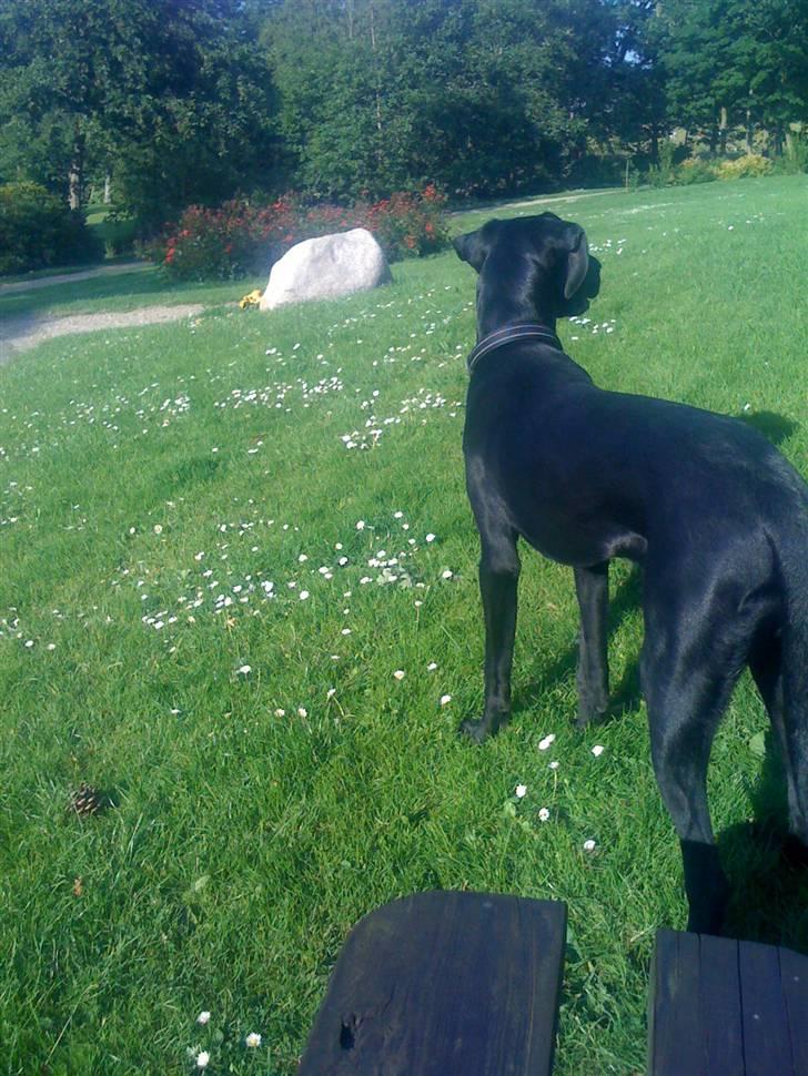 Blanding af racer Lucky *RIP* billede 5