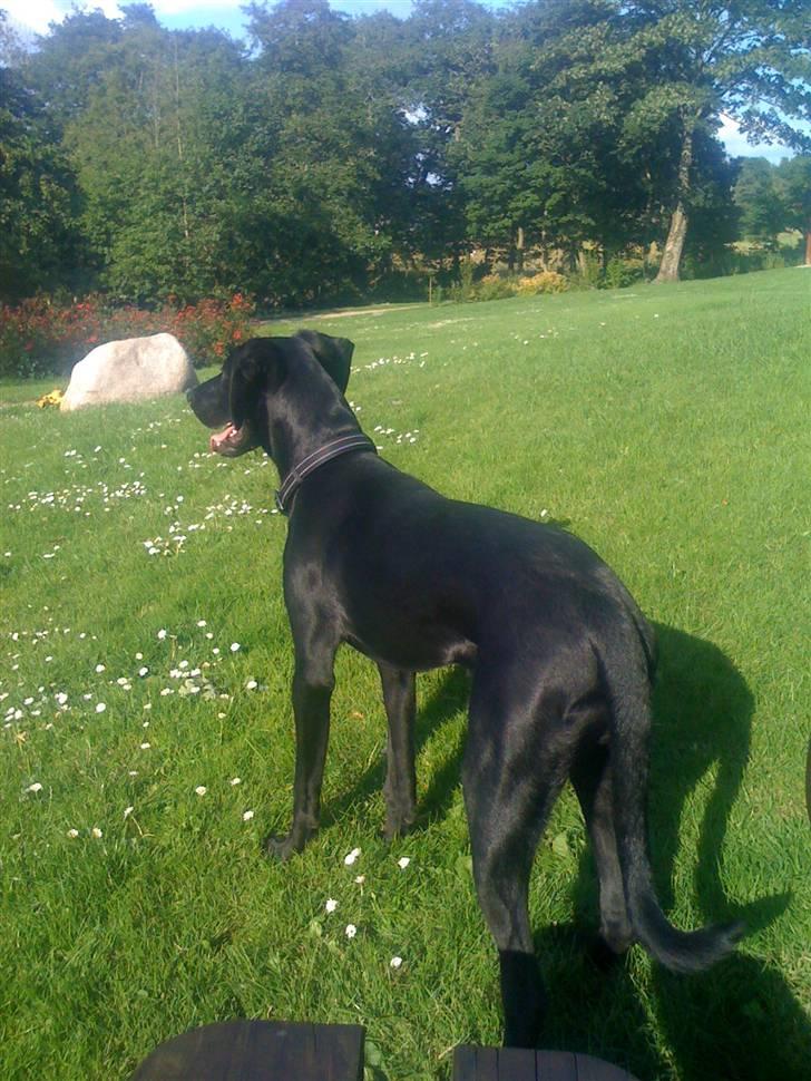 Blanding af racer Lucky *RIP* billede 6