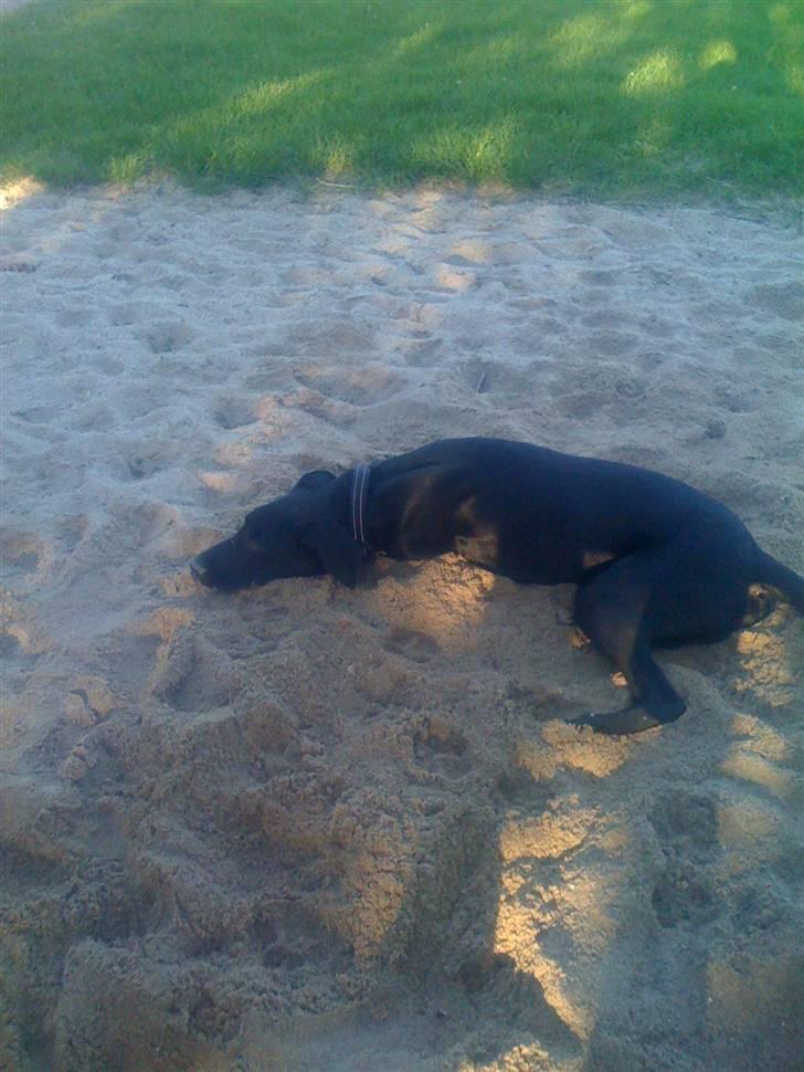 Blanding af racer Lucky *RIP* billede 7