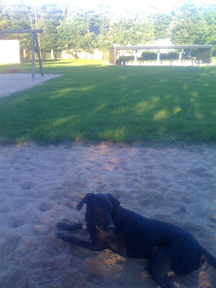 Blanding af racer Lucky *RIP* billede 8