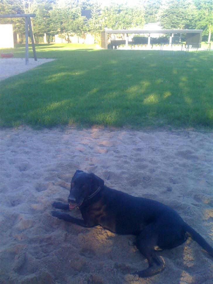 Blanding af racer Lucky *RIP* billede 9