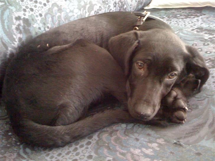 Blanding af racer Lucky *RIP* - her som meget ung billede 10