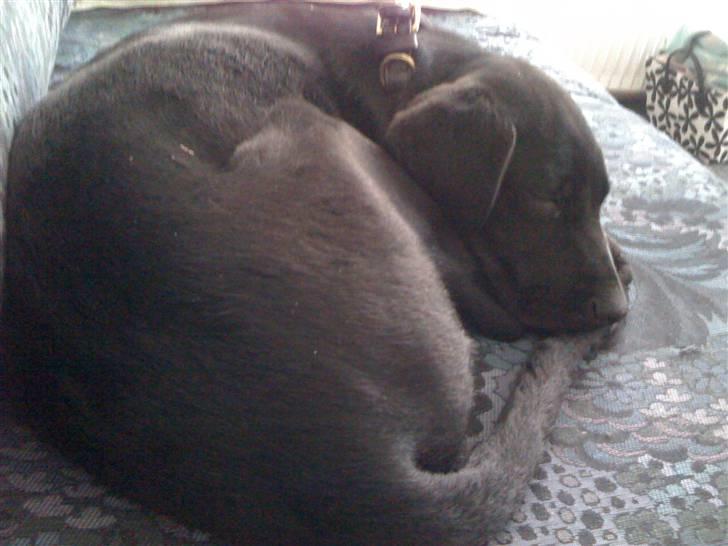 Blanding af racer Lucky *RIP* - igen, som meget ung billede 11