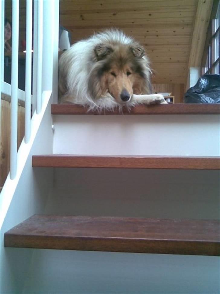 Collie langhåret Beyond Imagination - Mio - Her ligger jeg og skuer ud over mit hjem :)  billede 2