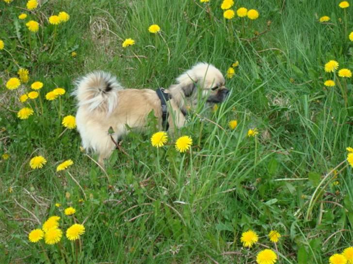 Tibetansk spaniel Kri Kris Everlasting Juno billede 14