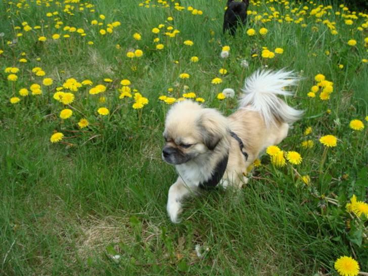 Tibetansk spaniel Kri Kris Everlasting Juno billede 15