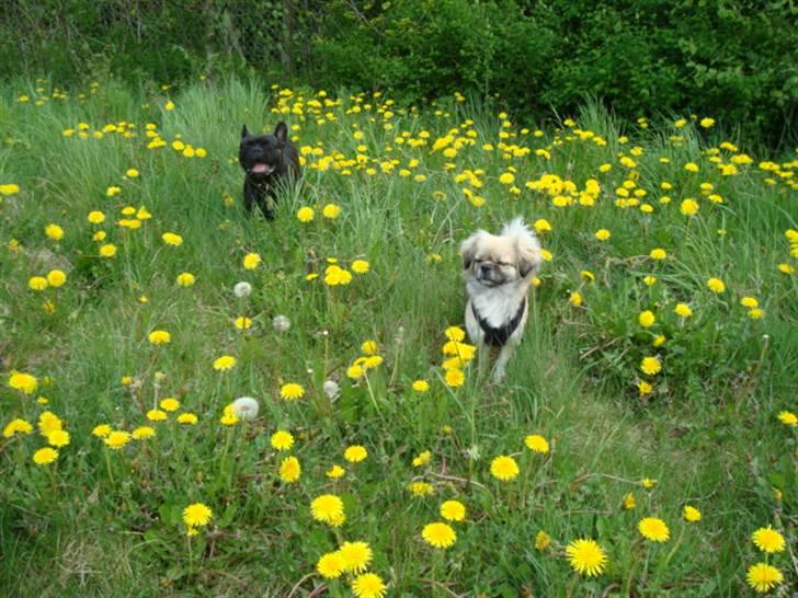 Tibetansk spaniel Kri Kris Everlasting Juno billede 16