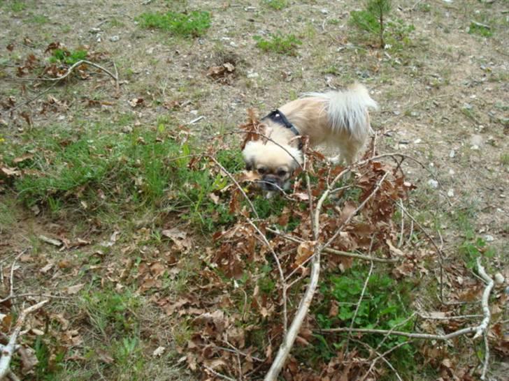 Tibetansk spaniel Kri Kris Everlasting Juno billede 17