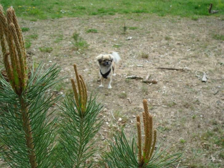 Tibetansk spaniel Kri Kris Everlasting Juno billede 18