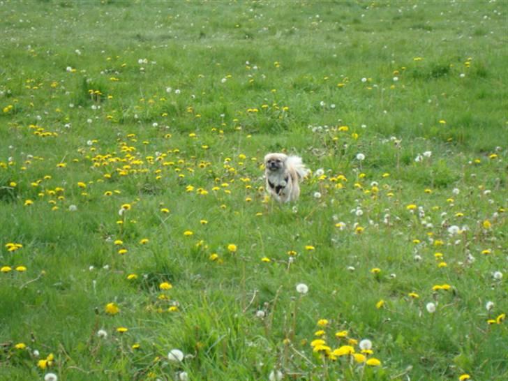 Tibetansk spaniel Kri Kris Everlasting Juno billede 19