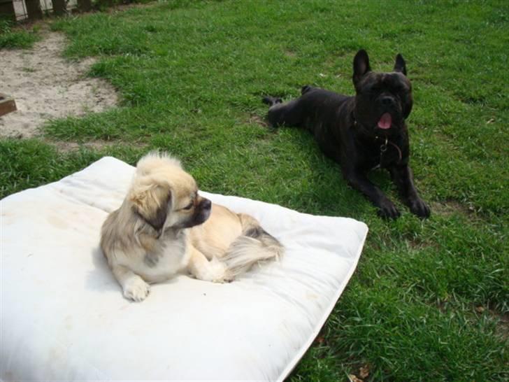 Tibetansk spaniel Kri Kris Everlasting Juno billede 20