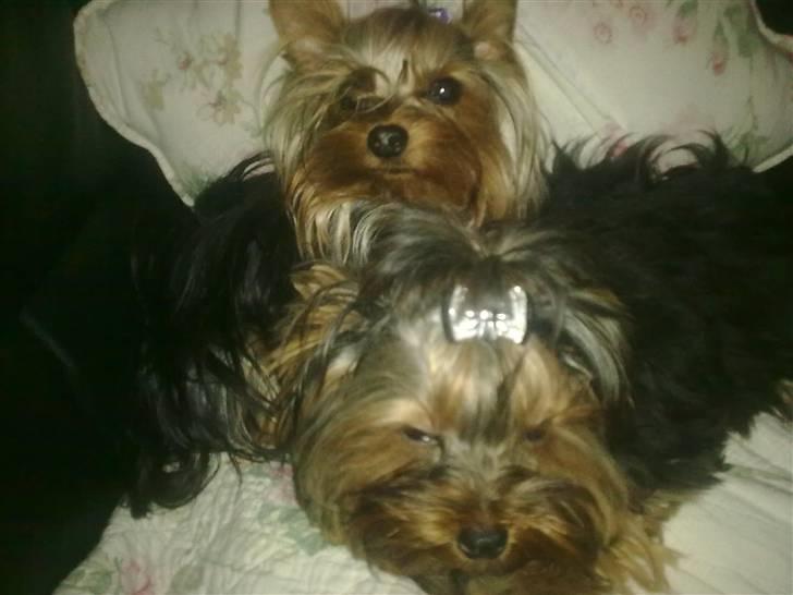 Yorkshire terrier sam vom mistelhof - mig og musse er lige blevet børste og har fået sat hår så nu er vi bare fine billede 6